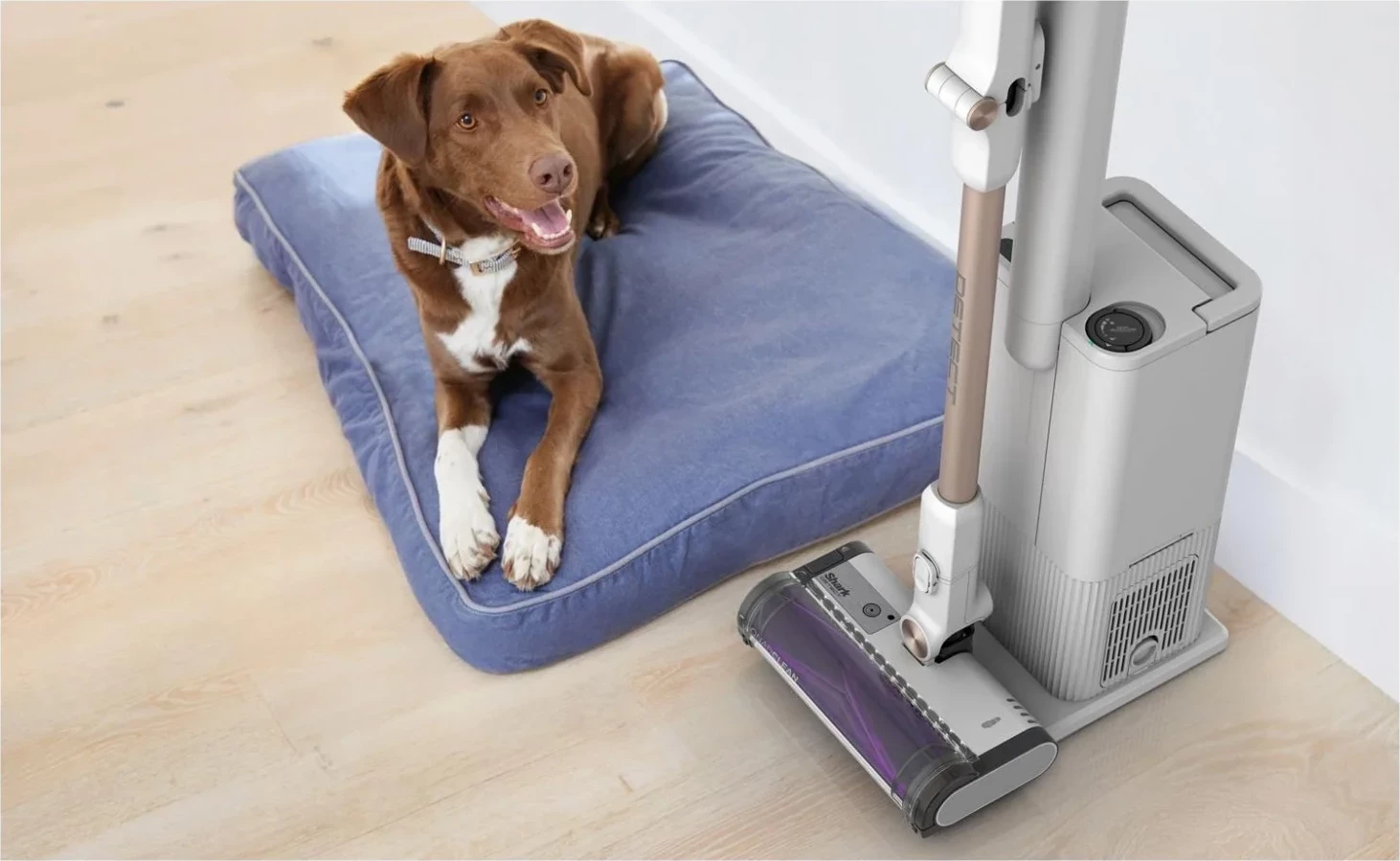 Sesalnik, zlat Shark IW3612EU