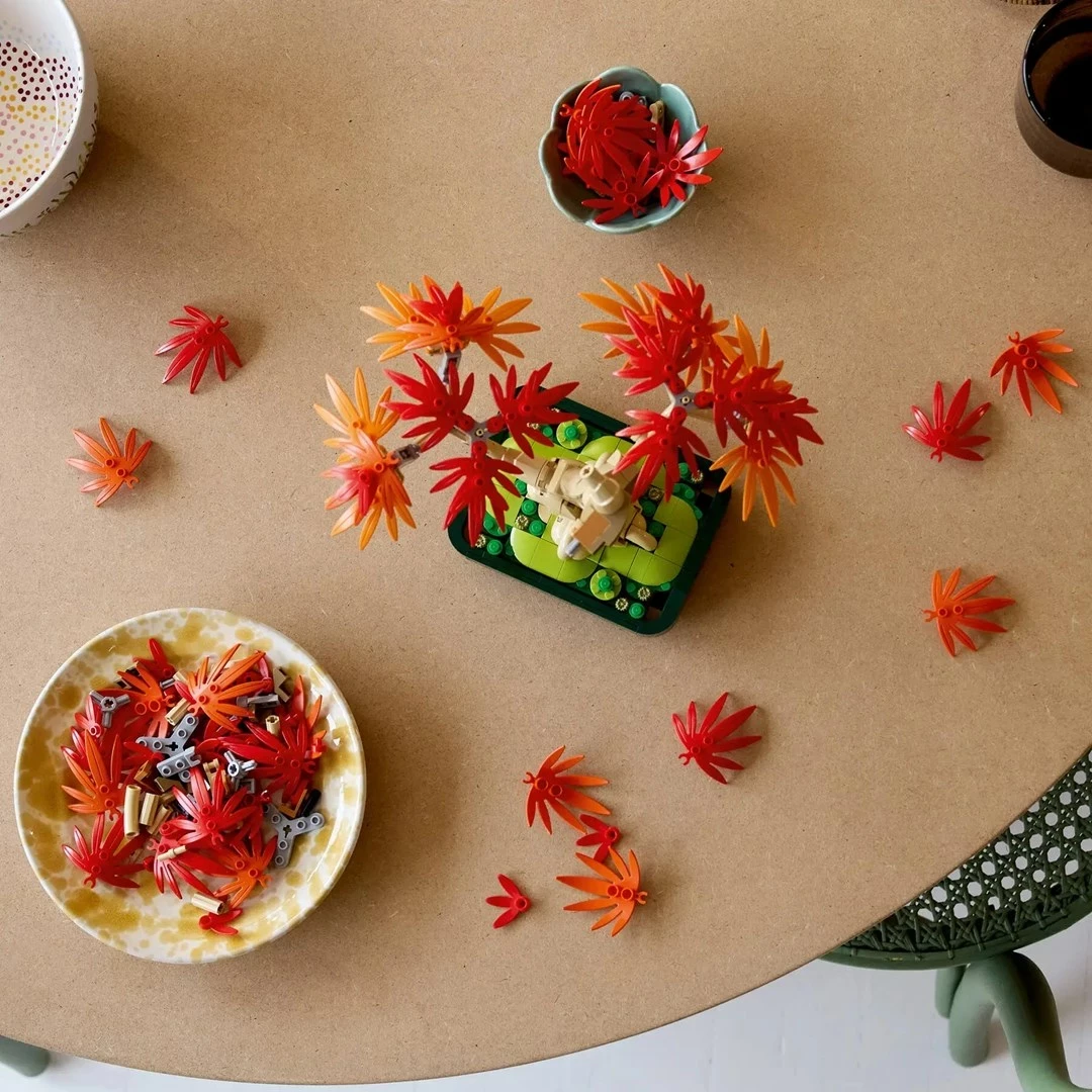 Dekorativni set japonski rdeči javor bonsaj 10348, za odrasle, 220 mm, rdeče/oranžen